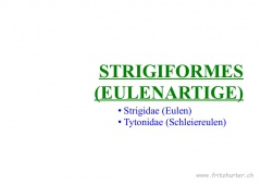 Strigiformes (Eulenartige)